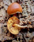 Gymnopilus bellulus image