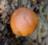 Gymnopilus bellulus image