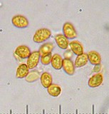 Gymnopilus bellulus image