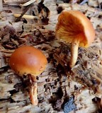 Gymnopilus bellulus image