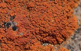 Caloplaca ignea image