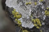 Dimelaena radiata image