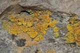 Caloplaca bolacina image