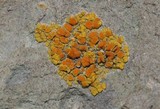 Caloplaca bolacina image