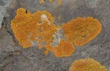 Caloplaca impolita image