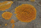 Caloplaca impolita image