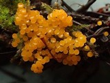 Byssonectria fusispora image