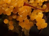 Byssonectria fusispora image