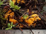 Byssonectria fusispora image