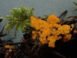 Byssonectria fusispora image