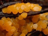 Byssonectria fusispora image