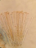 Byssonectria fusispora image