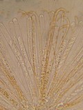 Byssonectria fusispora image