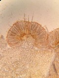 Byssonectria fusispora image