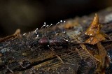 Ophiocordyceps curculionum image