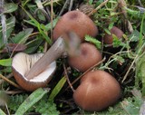 Entoloma catalaunicum image