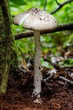 Amanita arocheae image