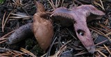 Sarcodon fuligineoviolaceus image