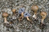 Scleroderma nitidum image
