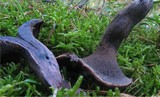 Sarcodon fuligineoviolaceus image