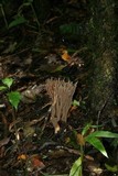 Ramaria zippelii image