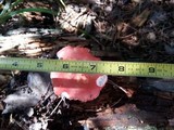 Russula cremoricolor image