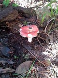Russula cremoricolor image