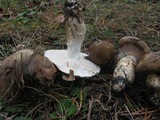Hygrophorus latitabundus image