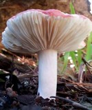 Russula cremoricolor image