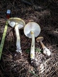 Amanita augusta image