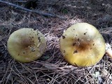 Amanita augusta image