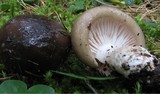 Hygrophorus latitabundus image