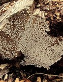 Xylobolus frustulatus image