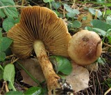 Cortinarius mussivus image