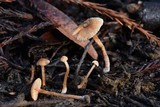 Tubaria conspersa image