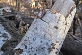 Biscogniauxia atropunctata image