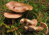 Cortinarius spilomeus image