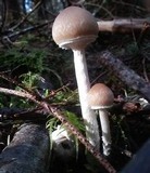 Psathyrella longistriata image