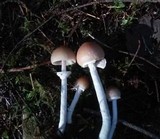 Psathyrella longistriata image