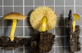 Pluteus romellii image