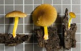 Pluteus romellii image