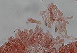 Pluteus romellii image