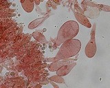 Pluteus romellii image