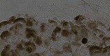 Pluteus romellii image