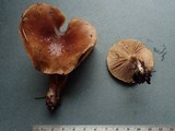 Pholiota decorata image