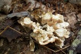 Cotylidia diaphana image