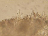 Pholiota decorata image
