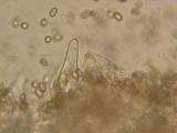 Pholiota decorata image