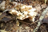 Cotylidia diaphana image