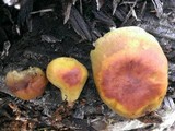 Hypholoma capnoides image